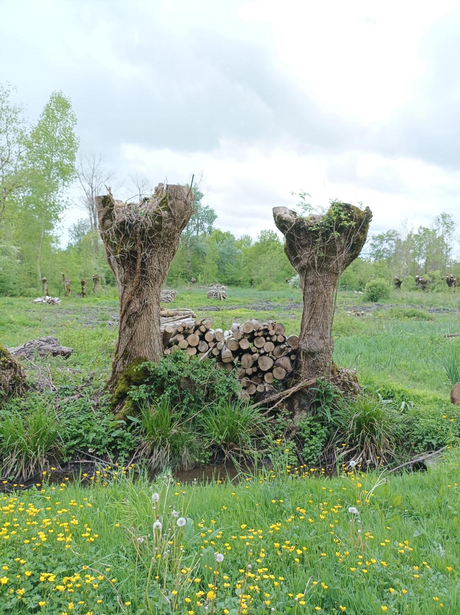 Le Logis De Lange Apt Les Aigrettes Saint-Hilaire-la-Palud Eksteriør bilde